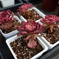 4'' Aeonium Halloween Variegated, Rare Live Succulent Plants