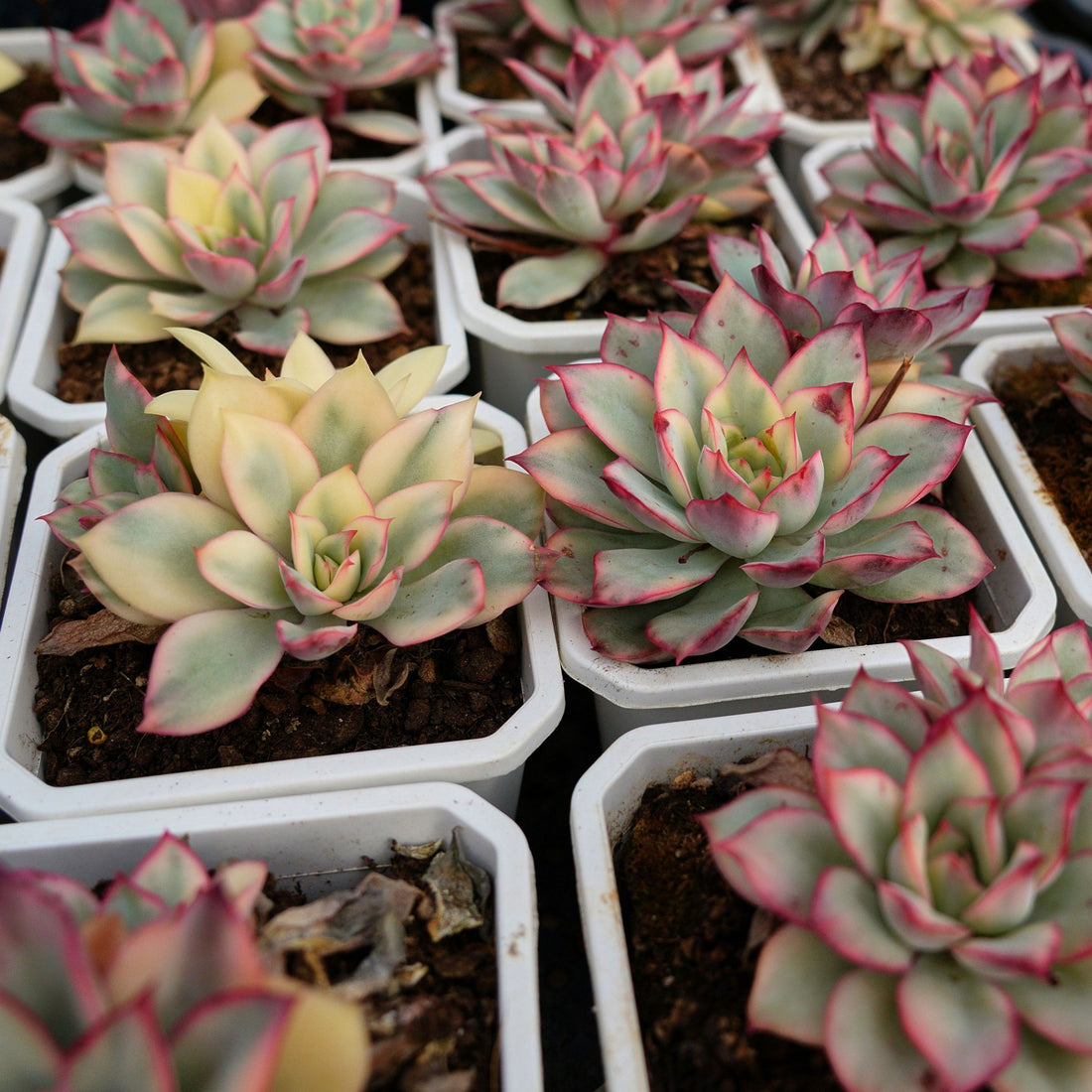 4'' Echeveria Moon Gad Varnish Variegated, Rare Live Succulent Plants