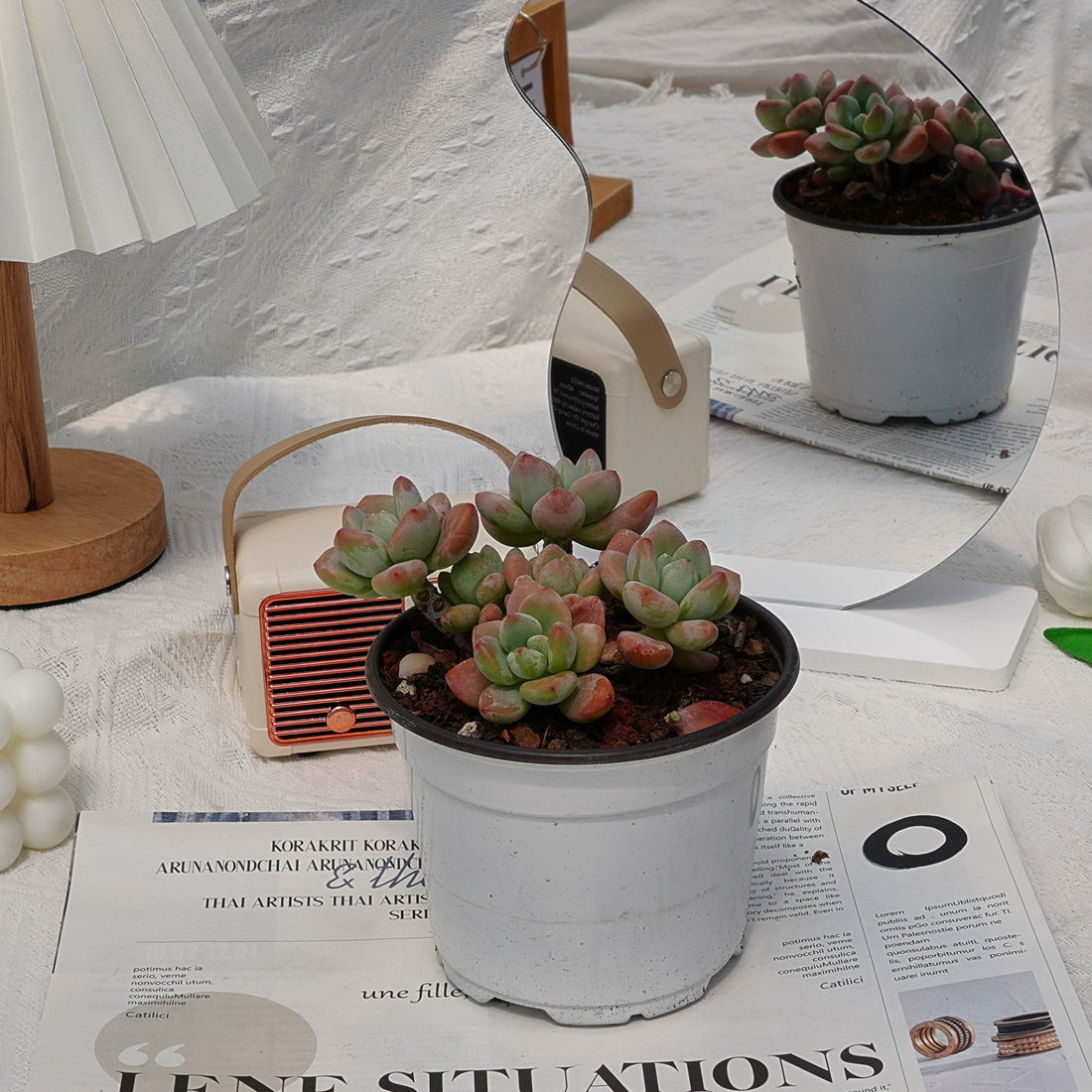 4'' Graptosedum Miul, Rare Live Succulent Plants
