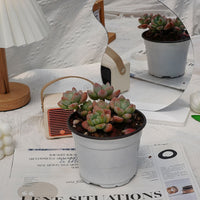 4'' Graptosedum Miul, Rare Live Succulent Plants