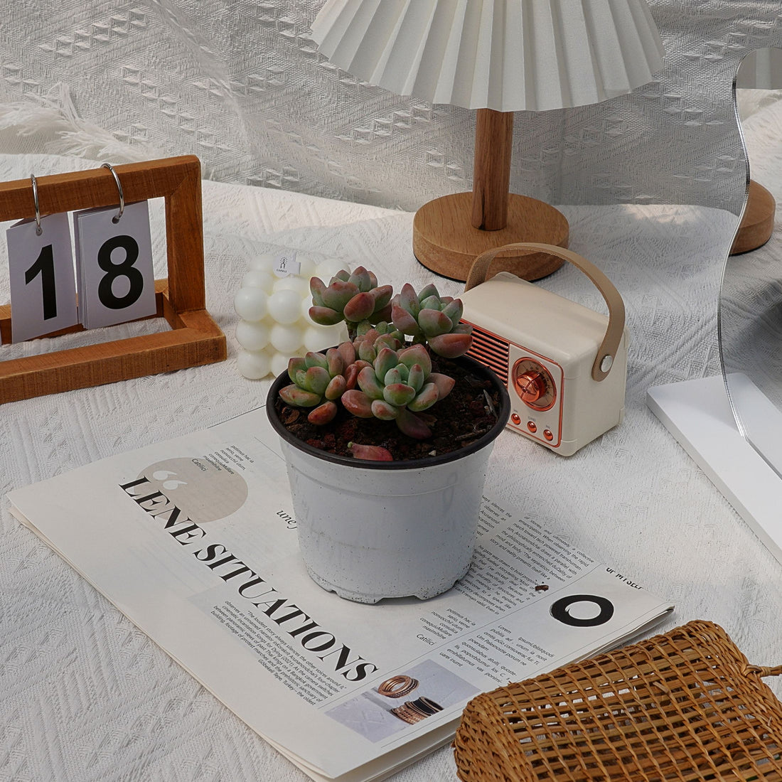 4'' Graptosedum Miul, Rare Live Succulent Plants
