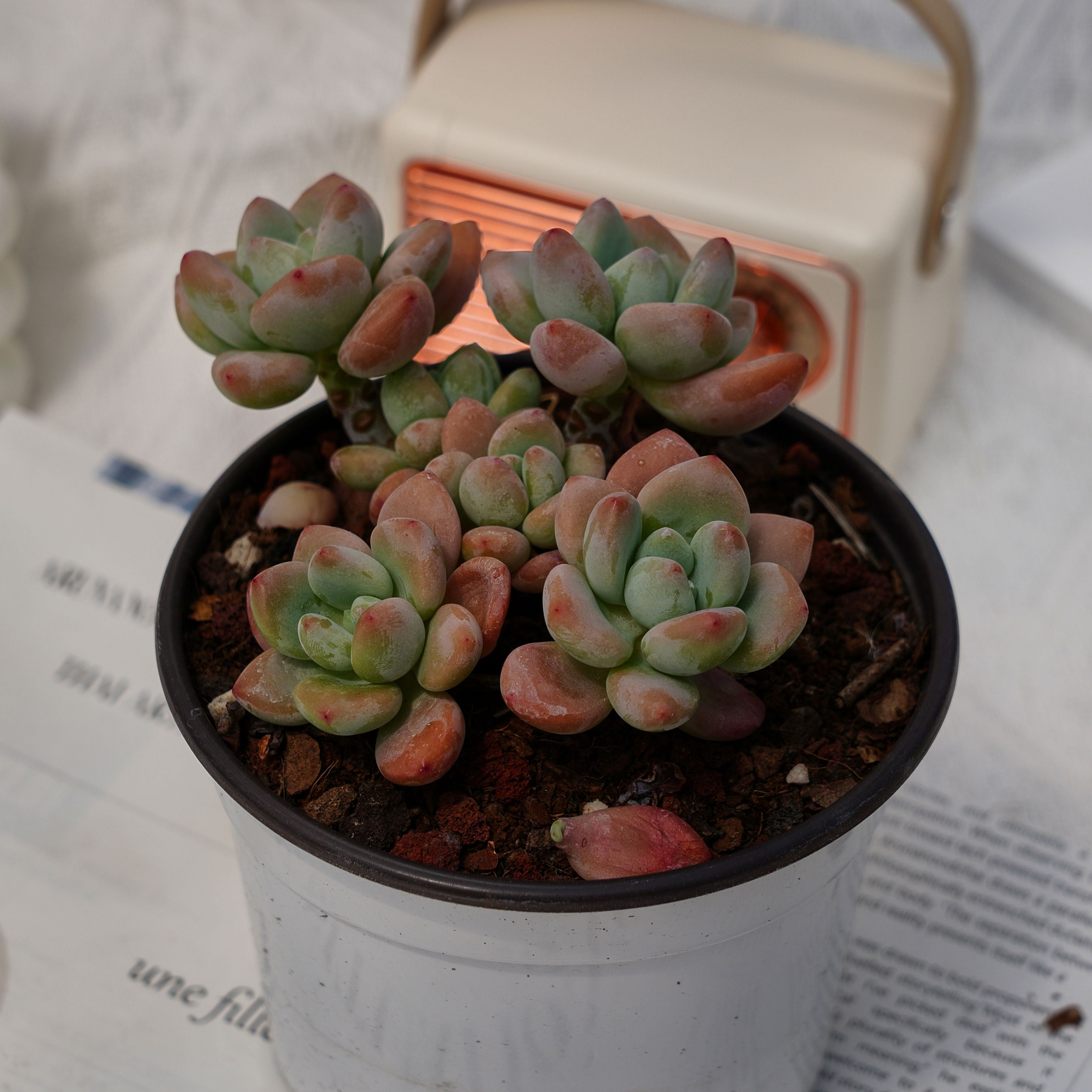 succulent morsel 4'' Graptosedum Miul, Rare Live Succulent Plants