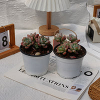 4'' Graptosedum Miul, Rare Live Succulent Plants
