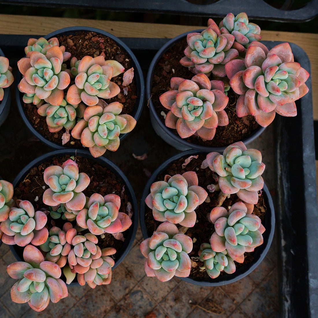 4'' Graptosedum Miul, Rare Live Succulent Plants