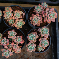 4'' Graptosedum Miul, Rare Live Succulent Plants