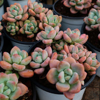 4'' Graptosedum Miul, Rare Live Succulent Plants
