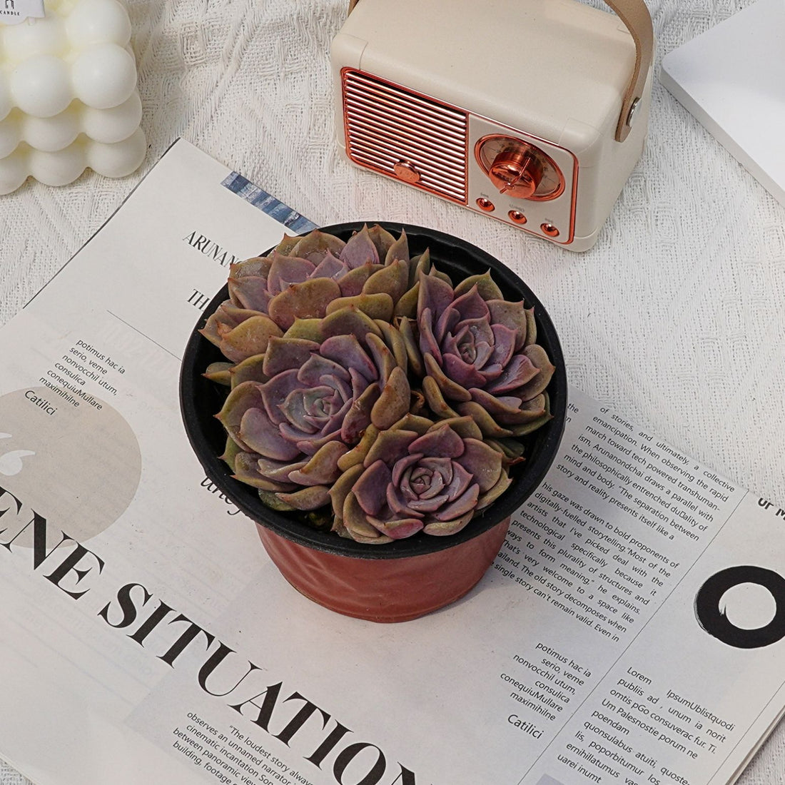 5'' Echeveria Pink Butterfly, Rare Live Succulent Plants