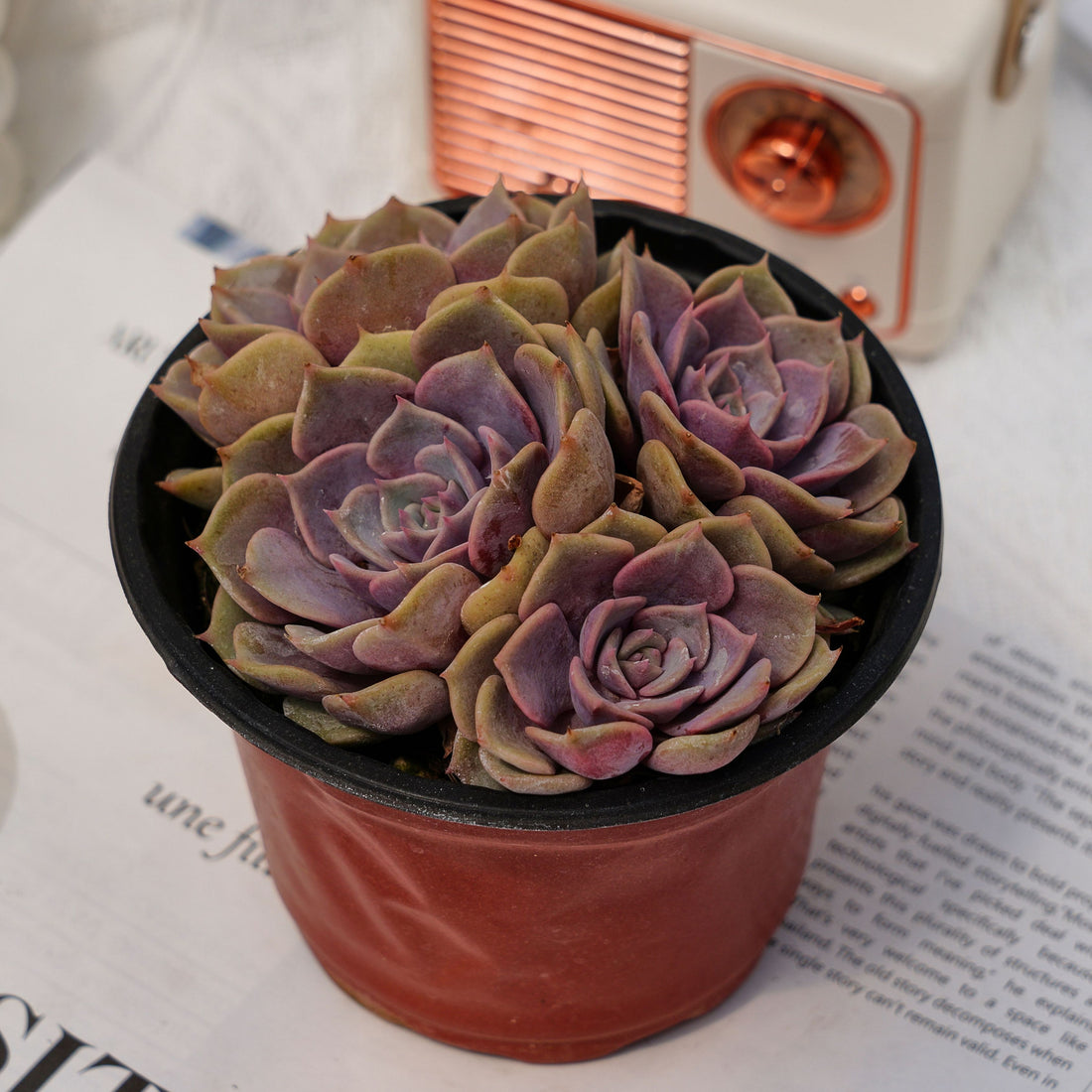 5'' Echeveria Pink Butterfly, Rare Live Succulent Plants