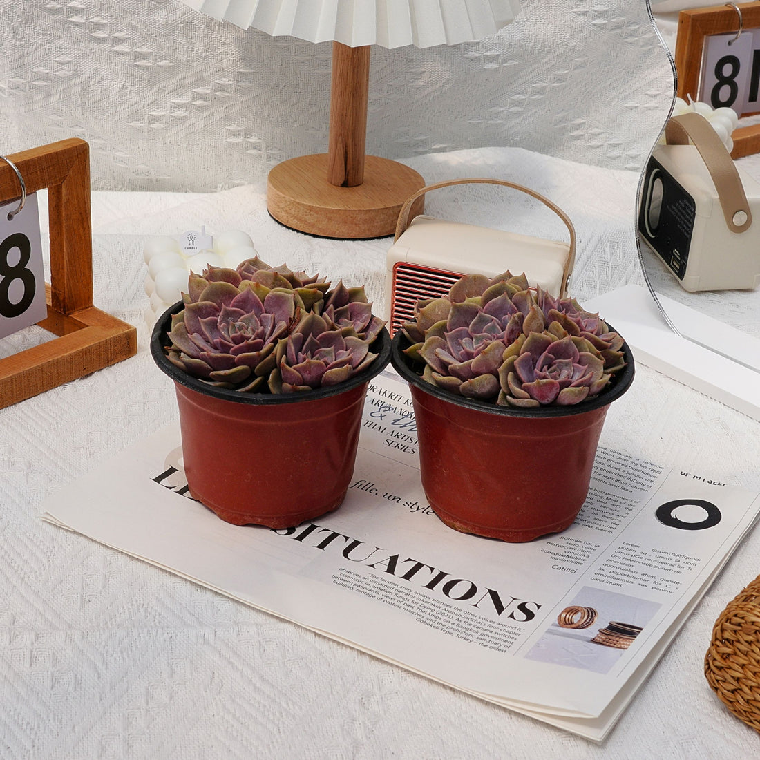 5'' Echeveria Pink Butterfly, Rare Live Succulent Plants