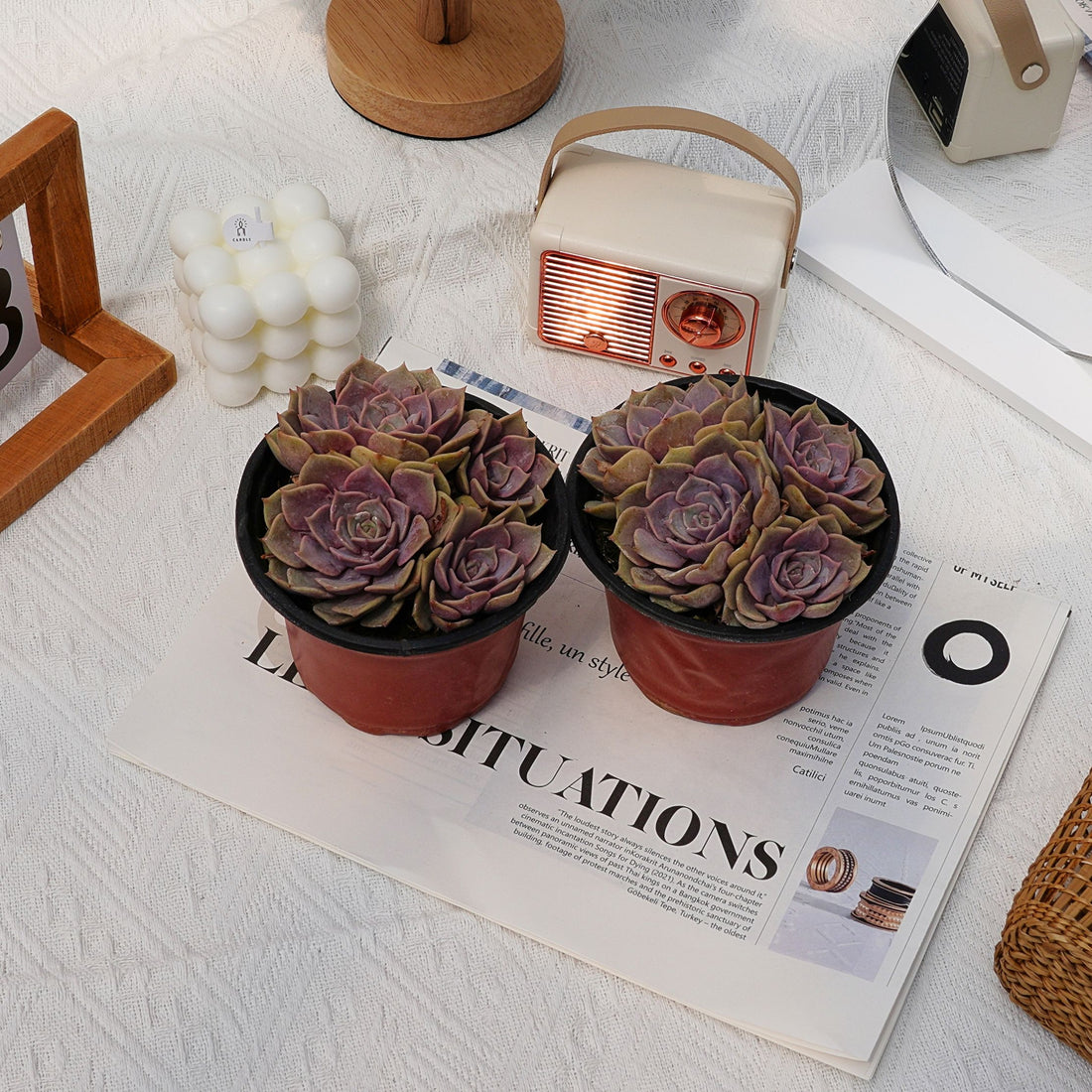5'' Echeveria Pink Butterfly, Rare Live Succulent Plants