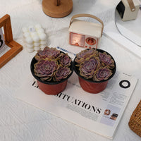 5'' Echeveria Pink Butterfly, Rare Live Succulent Plants