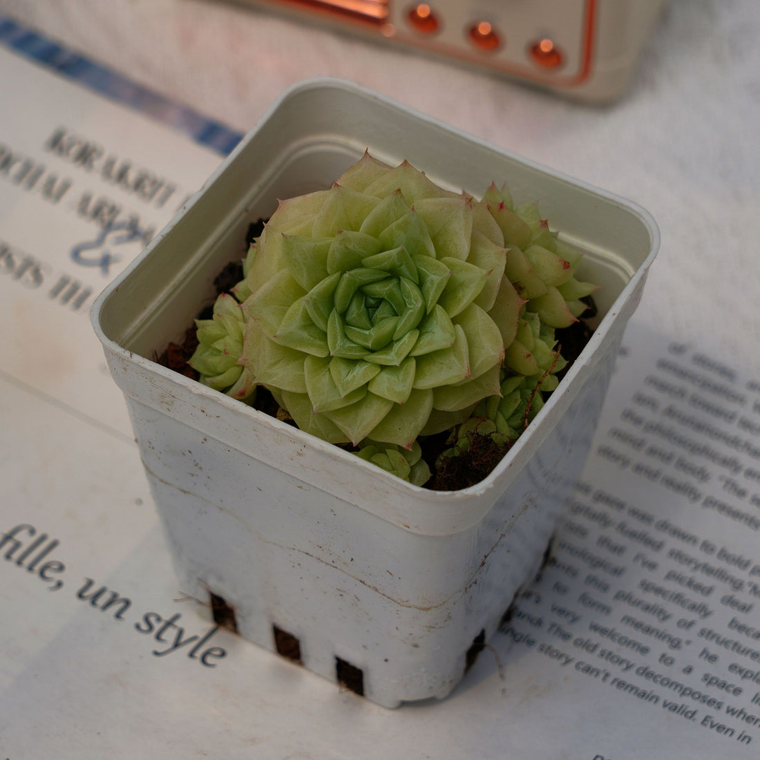 3'' Echeveria Red Face White Swan, Rare Live Succulent Plants