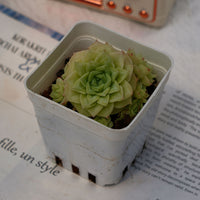 3'' Echeveria Red Face White Swan, Rare Live Succulent Plants