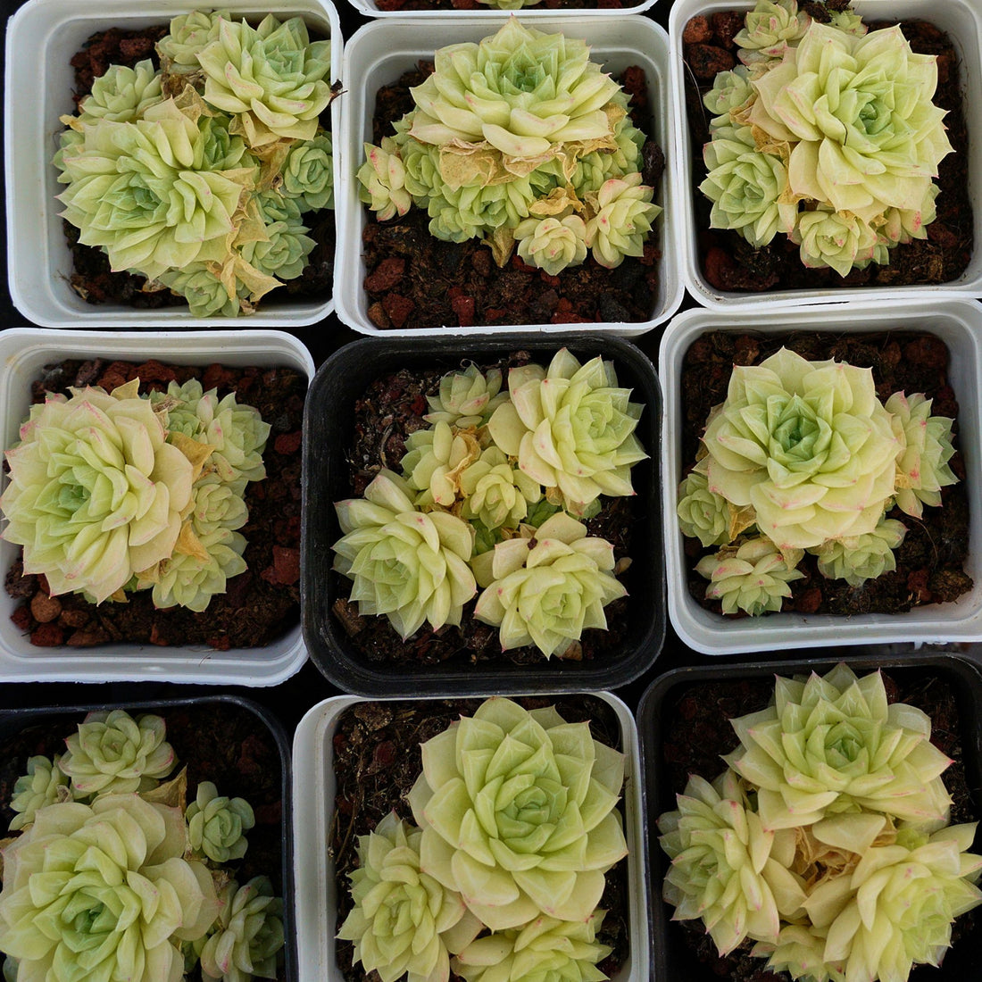 3'' Echeveria Red Face White Swan, Rare Live Succulent Plants