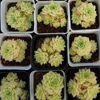 3'' Echeveria Red Face White Swan, Rare Live Succulent Plants