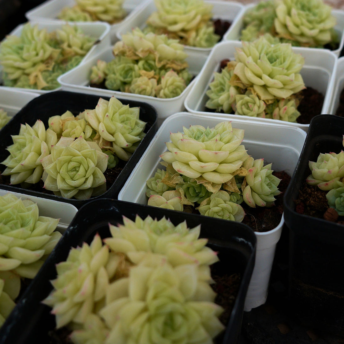 3'' Echeveria Red Face White Swan, Rare Live Succulent Plants