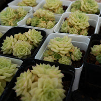 3'' Echeveria Red Face White Swan, Rare Live Succulent Plants