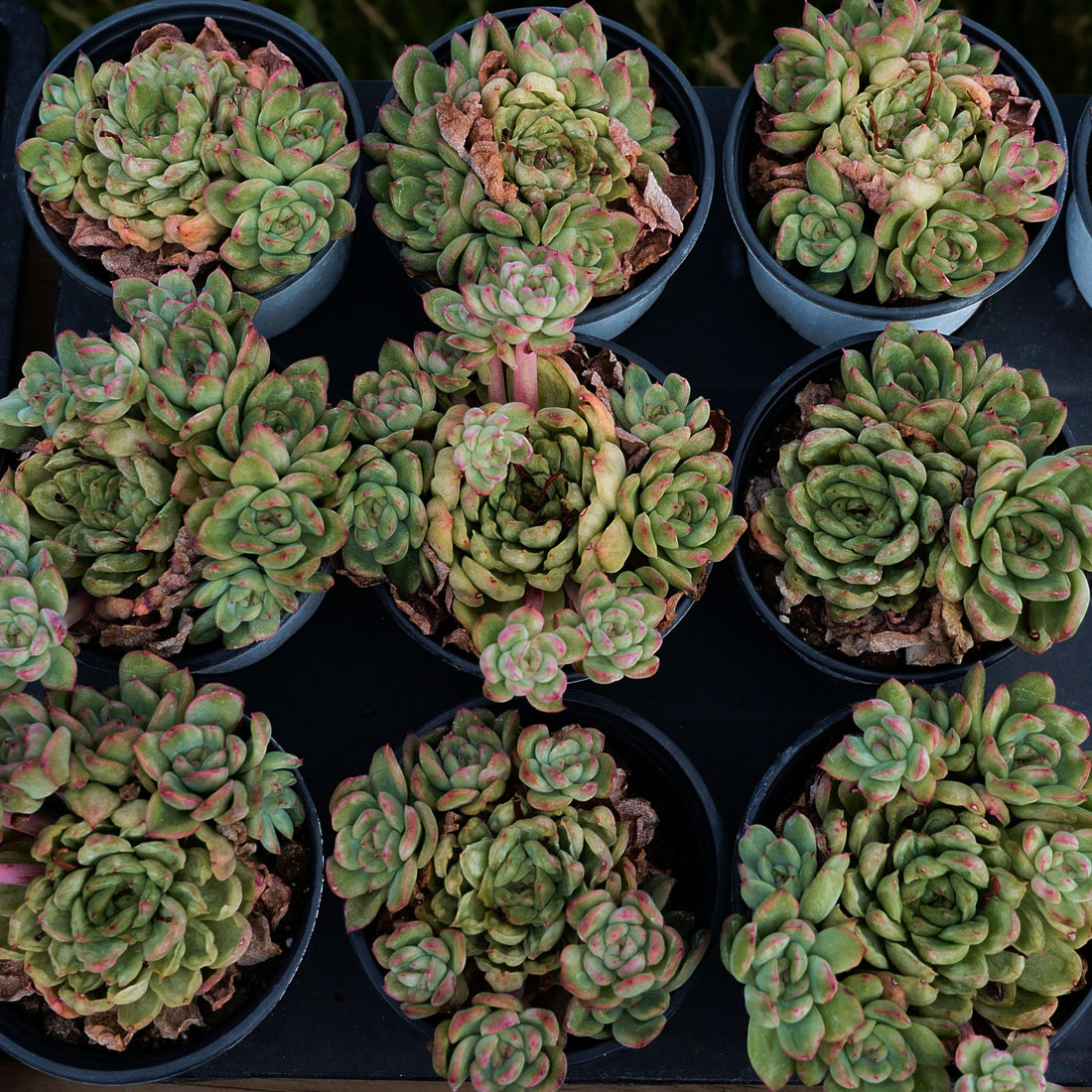 4'' Echeveria Ice Angel, Rare Live Succulent Plants