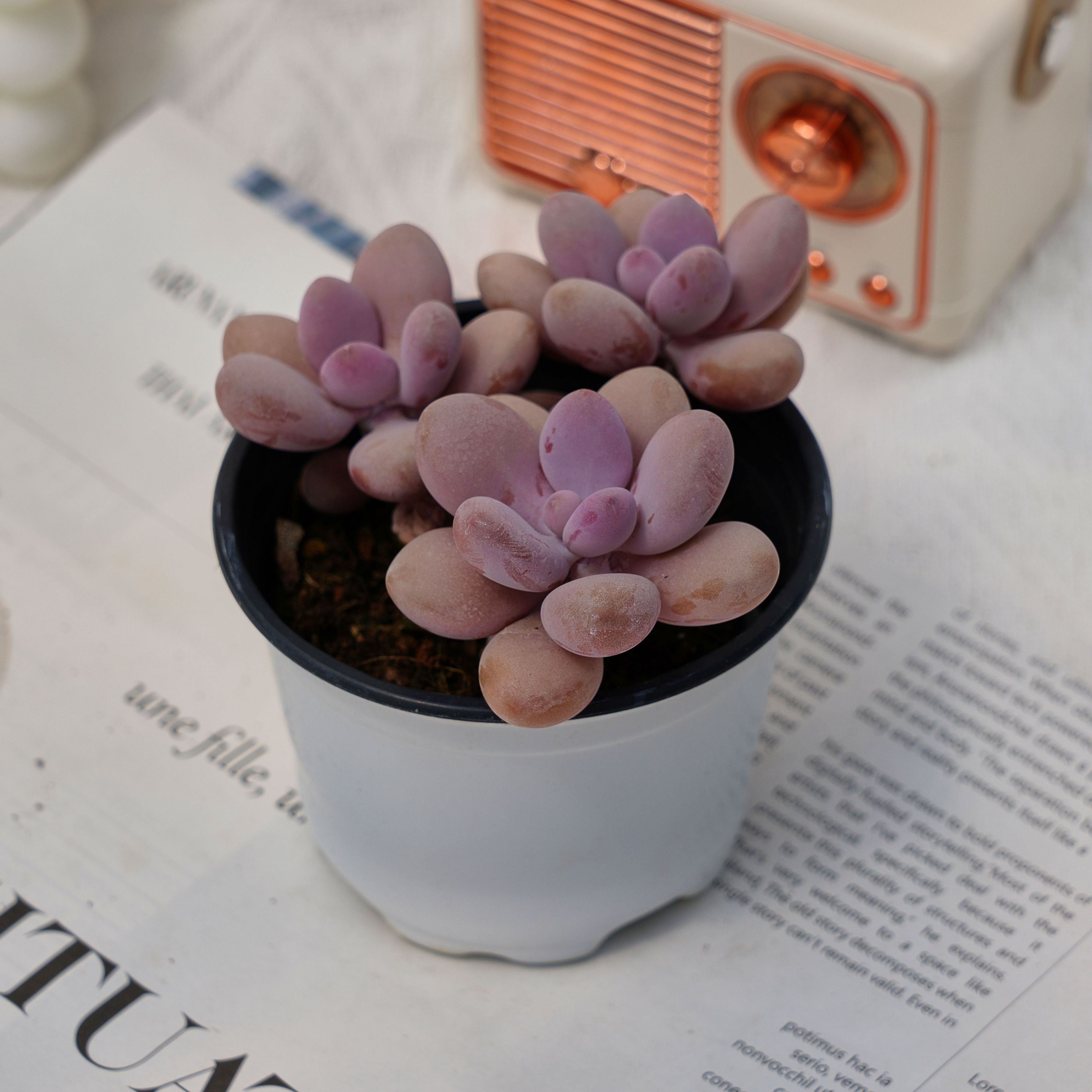 lavender pebble succulent 4'' Graptopetalum Amethystinum Lavender Pebbles, Rare Live Succulent P – cocosucculent
