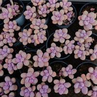 4'' Graptopetalum Amethystinum Lavender Pebbles, Rare Live Succulent Plants