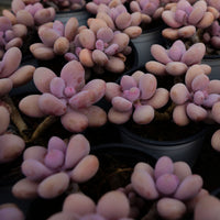 4'' Graptopetalum Amethystinum Lavender Pebbles, Rare Live Succulent Plants