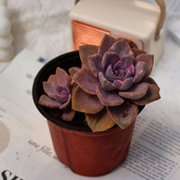 4'' Graptoveria Gypsy Variegated, Rare Live Succulent Plants