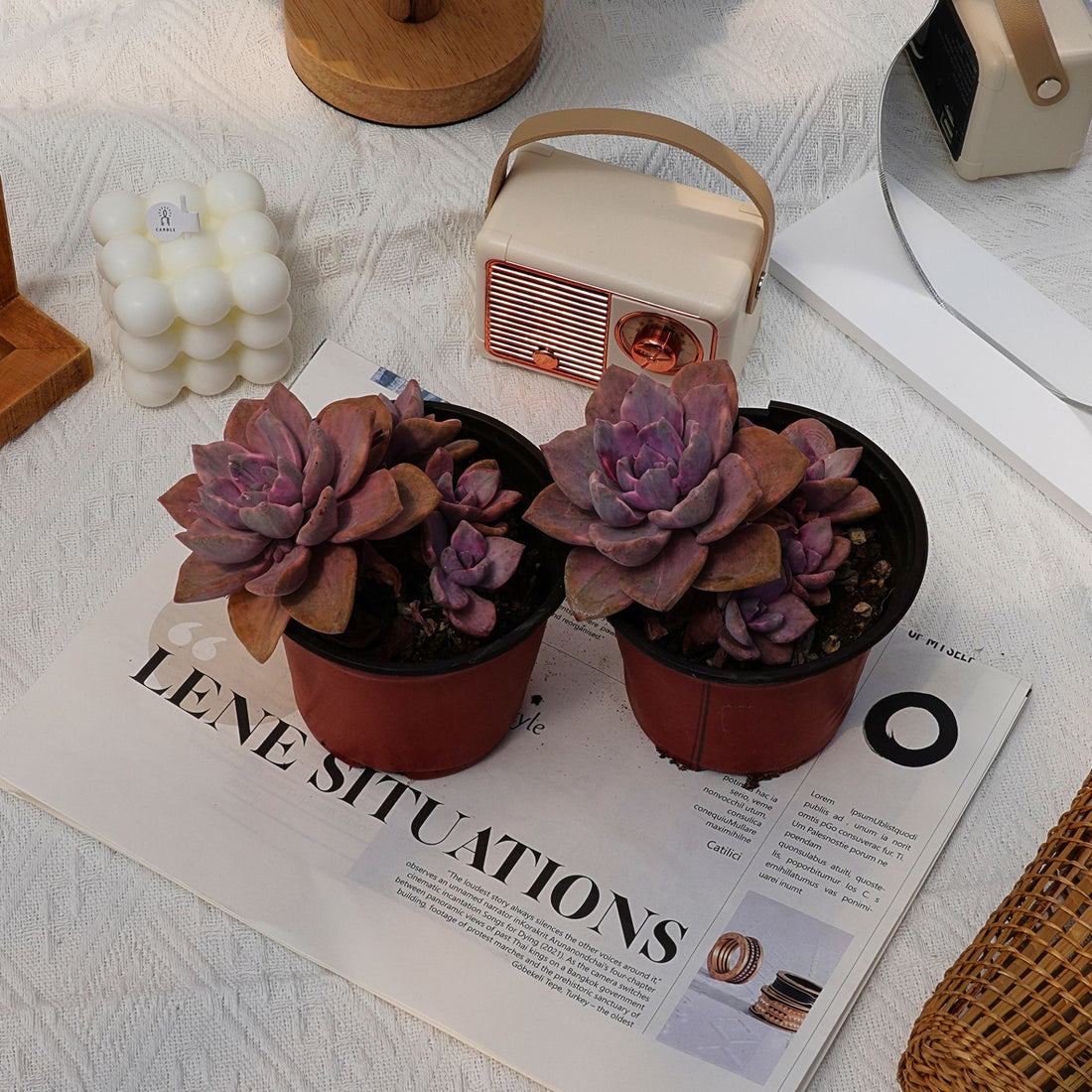 4'' Graptoveria Gypsy Variegated, Rare Live Succulent Plants