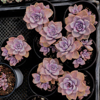 4'' Graptoveria Gypsy Variegated, Rare Live Succulent Plants