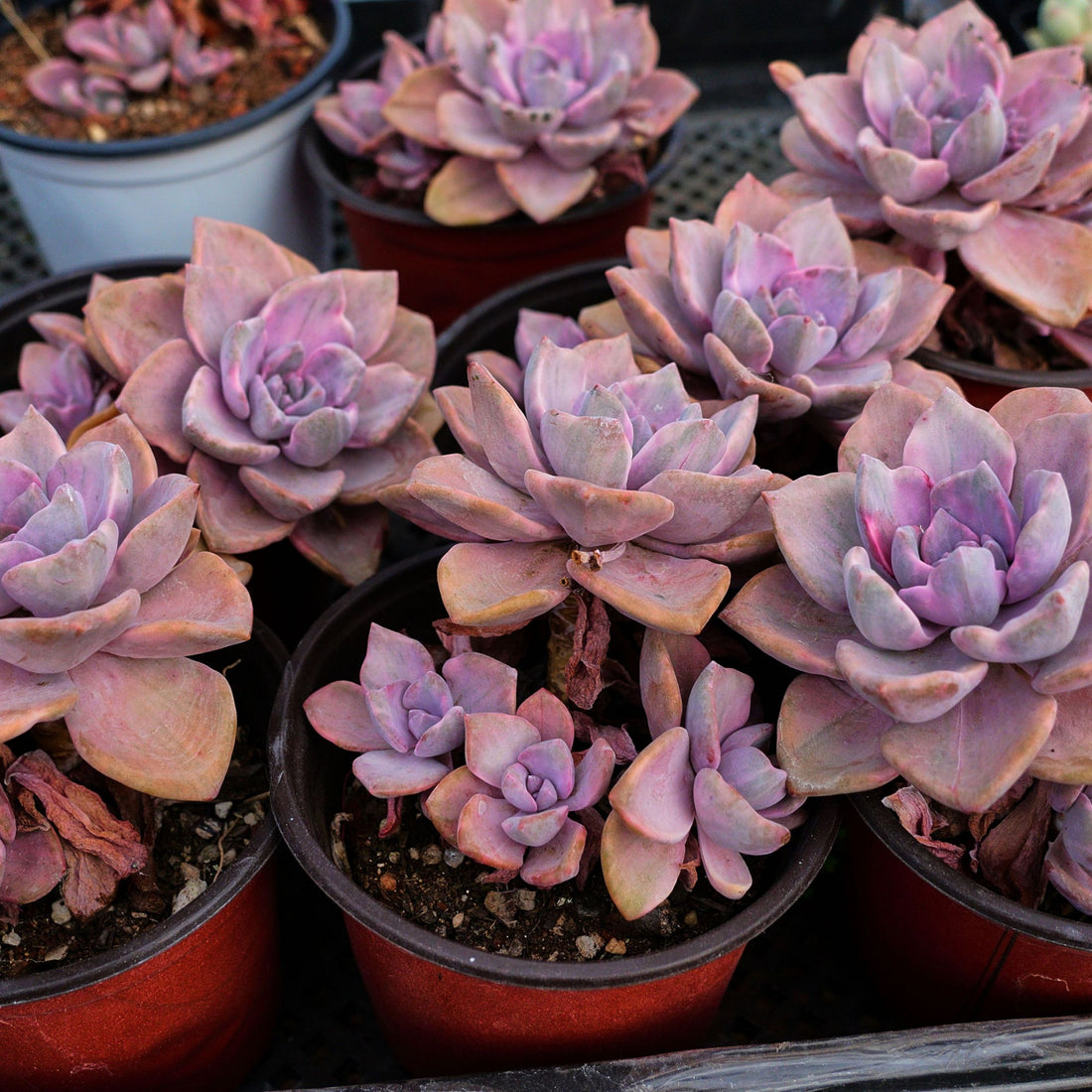 4'' Graptoveria Gypsy Variegated, Rare Live Succulent Plants