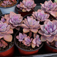 4'' Graptoveria Gypsy Variegated, Rare Live Succulent Plants