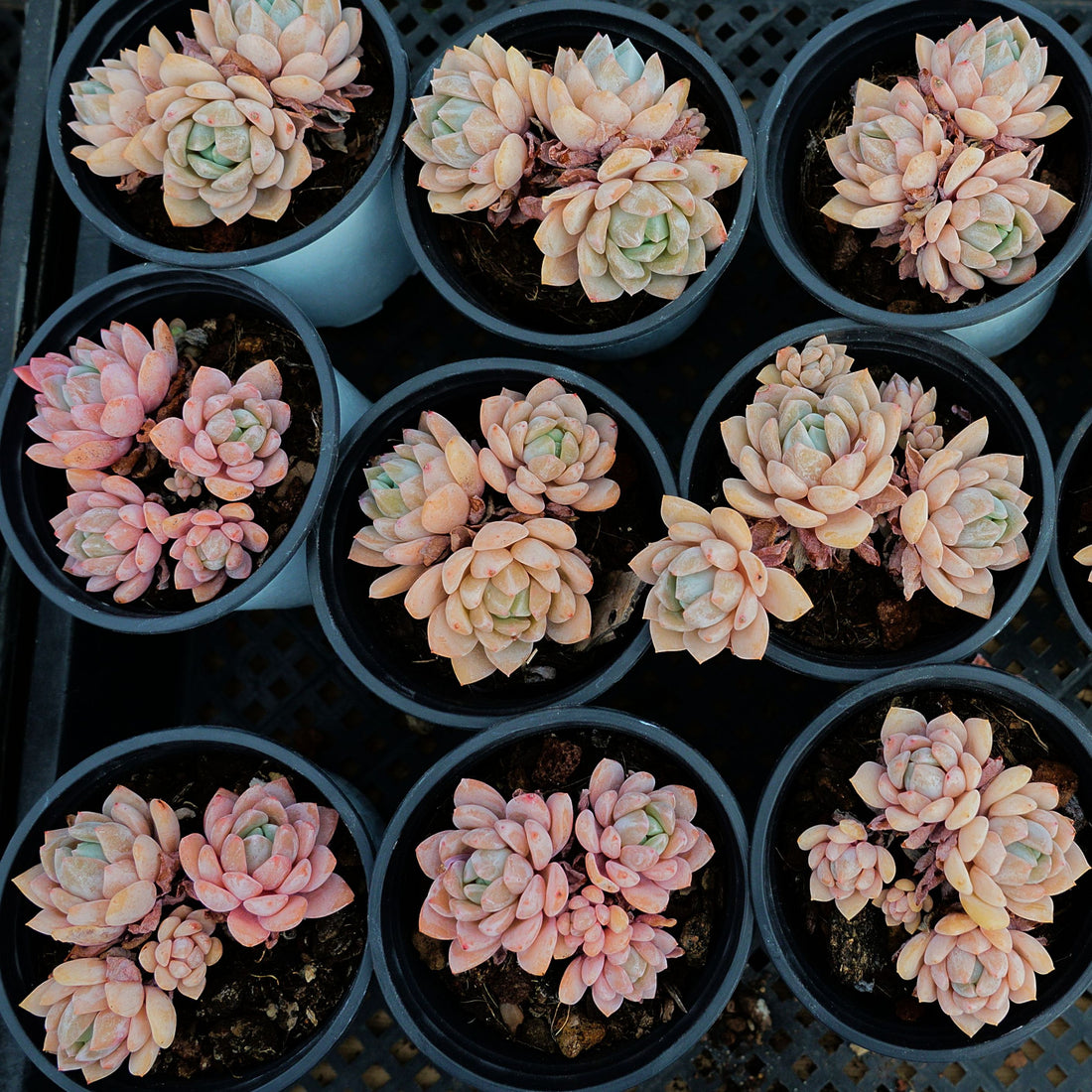 3'' Echeveria Monroe Lauii, Rare Live Succulent Plants