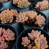 3'' Echeveria Monroe Lauii, Rare Live Succulent Plants