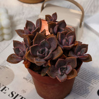 5'' Graptoveria Gypsy, Rare Live Succulent Plants