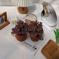 5'' Graptoveria Gypsy, Rare Live Succulent Plants