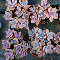 5'' Graptoveria Gypsy, Rare Live Succulent Plants