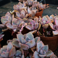 5'' Graptoveria Gypsy, Rare Live Succulent Plants