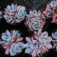 4'' Echeveria Prolifica, Rare Live Succulent Plants