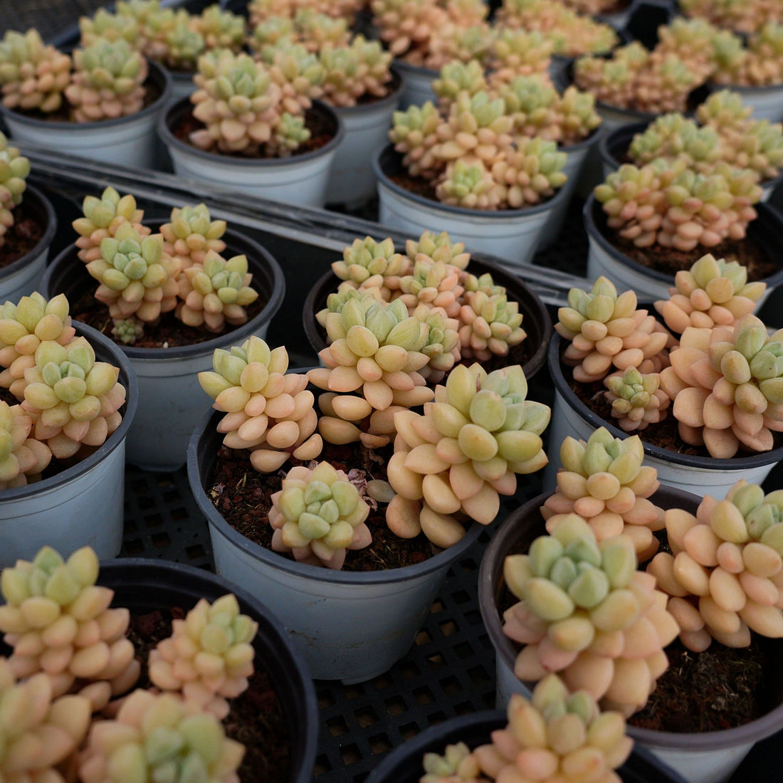 4'' Pachyphytum Bubble Candy, Rare Live Succulent Plants