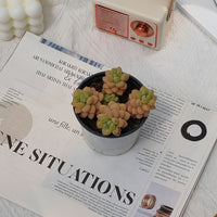 4'' Pachyphytum Bubble Candy, Rare Live Succulent Plants