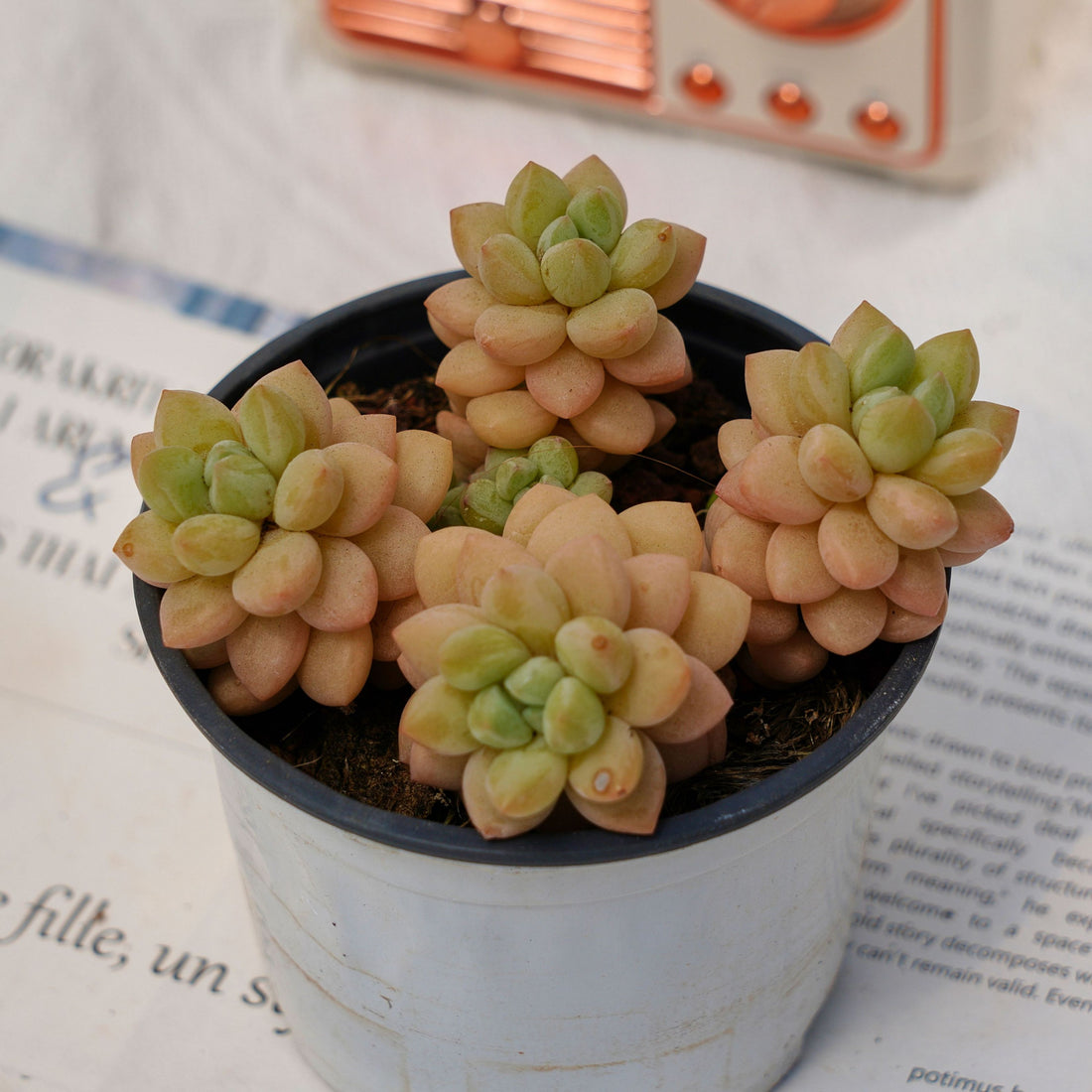 4'' Pachyphytum Bubble Candy, Rare Live Succulent Plants