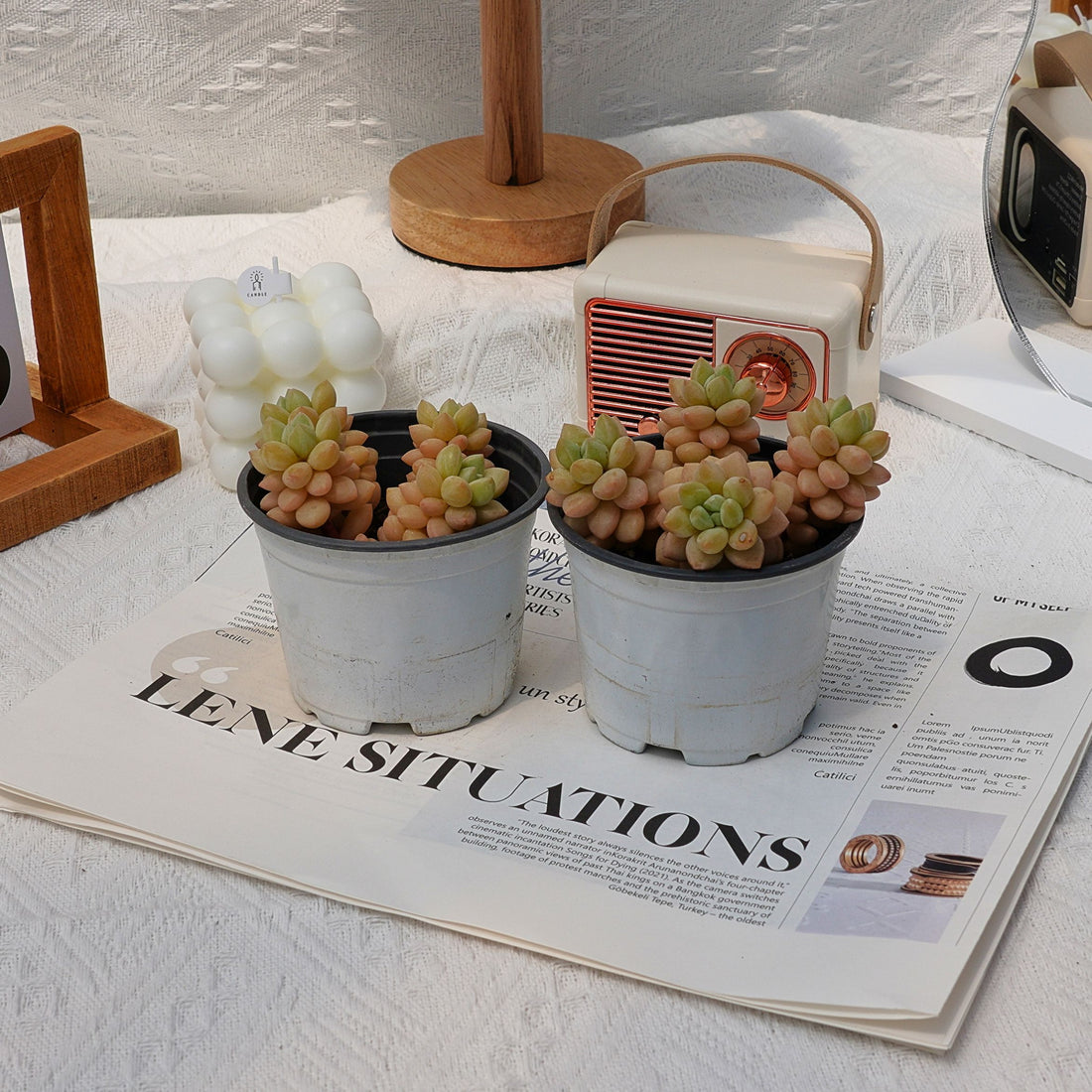 4'' Pachyphytum Bubble Candy, Rare Live Succulent Plants