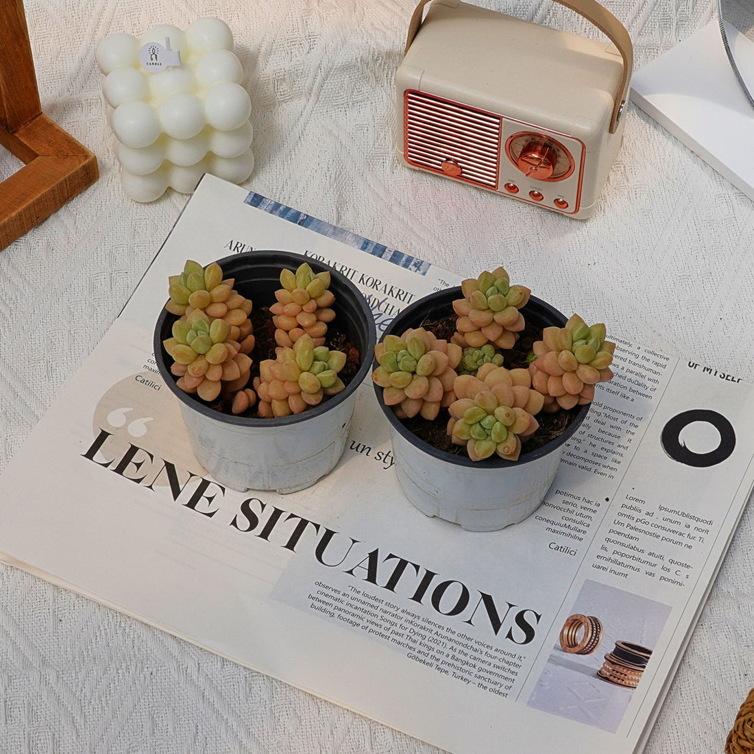 4'' Pachyphytum Bubble Candy, Rare Live Succulent Plants
