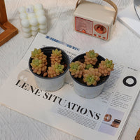 4'' Pachyphytum Bubble Candy, Rare Live Succulent Plants