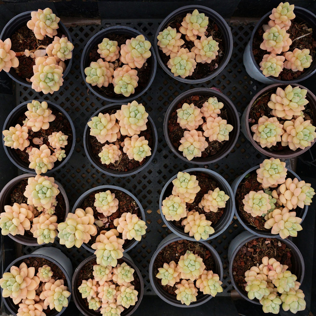 4'' Pachyphytum Bubble Candy, Rare Live Succulent Plants