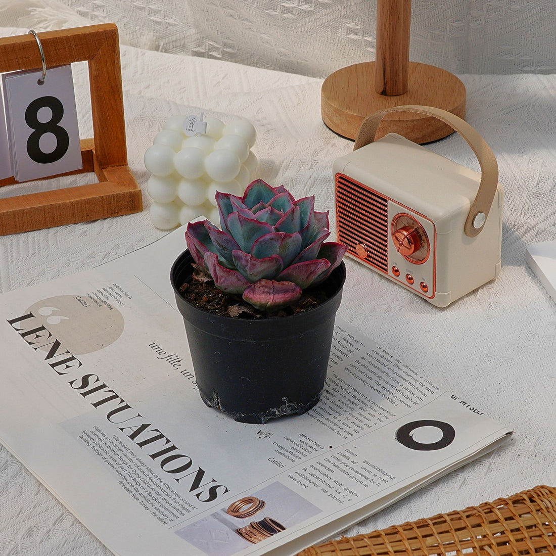 4'' Echeveria Neon Light, Rare Live Succulent Plants