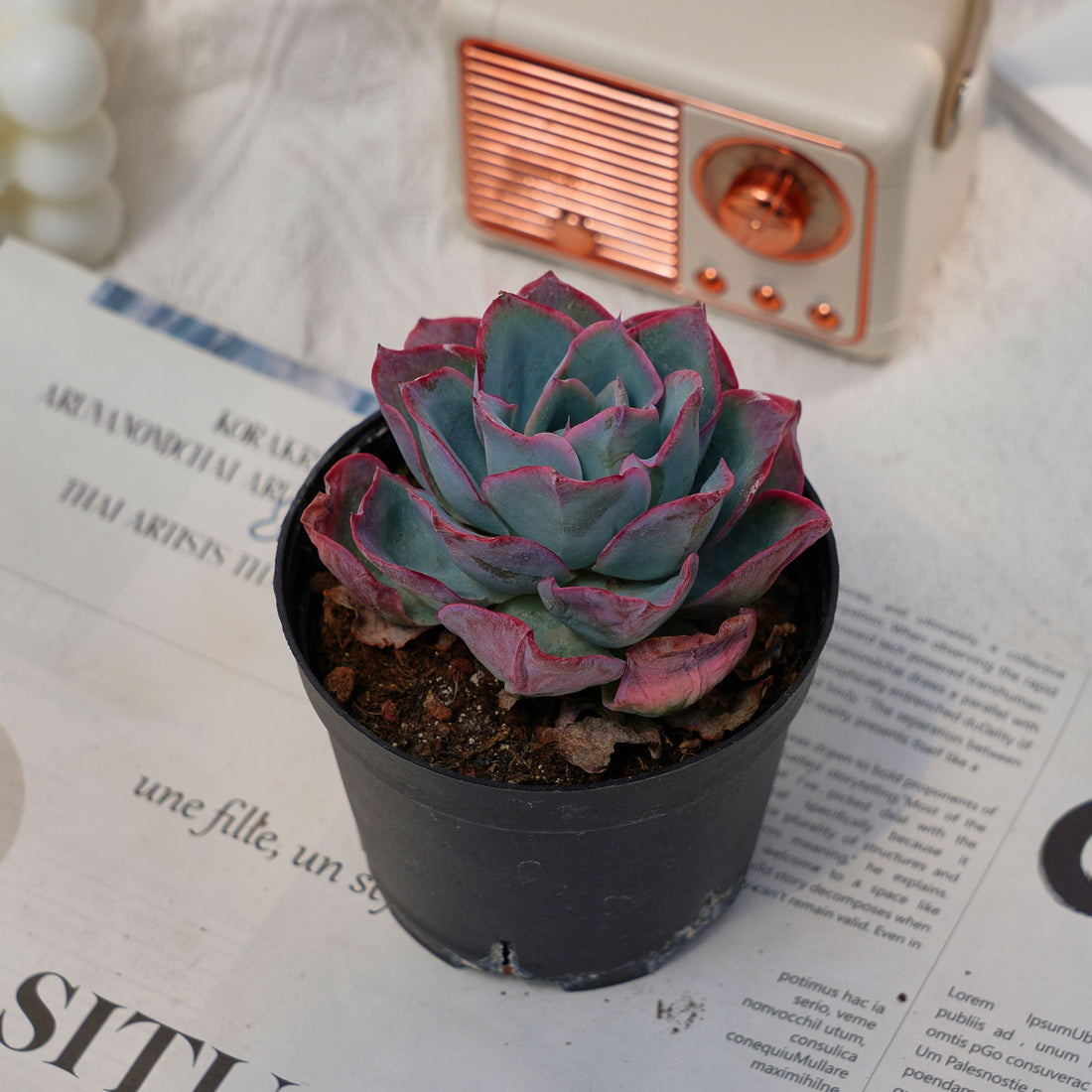 4'' Echeveria Neon Light, Rare Live Succulent Plants