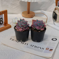 4'' Echeveria Neon Light, Rare Live Succulent Plants