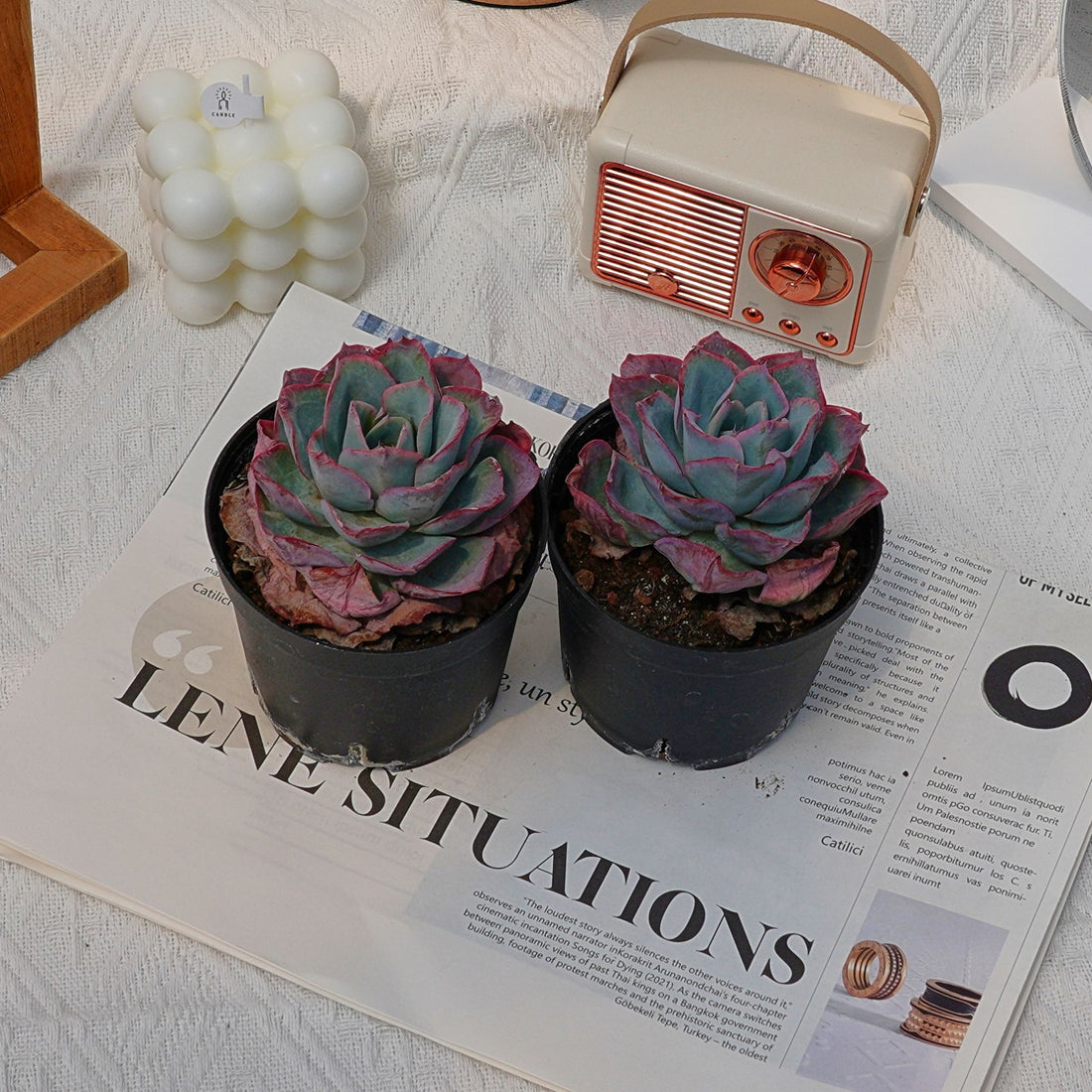 4'' Echeveria Neon Light, Rare Live Succulent Plants