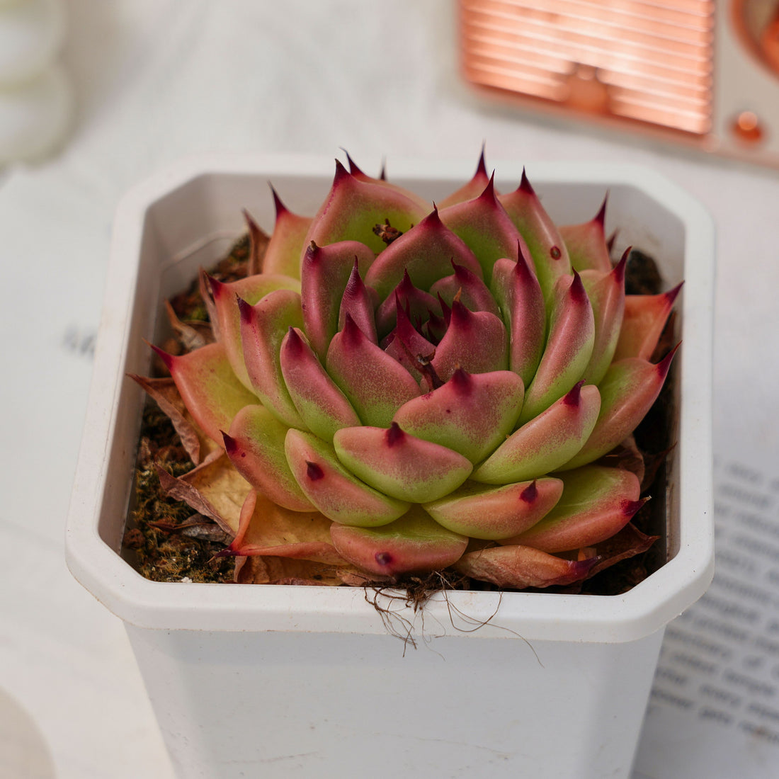 3'' Echeveria Toscannelly, Rare Live Succulent Plants