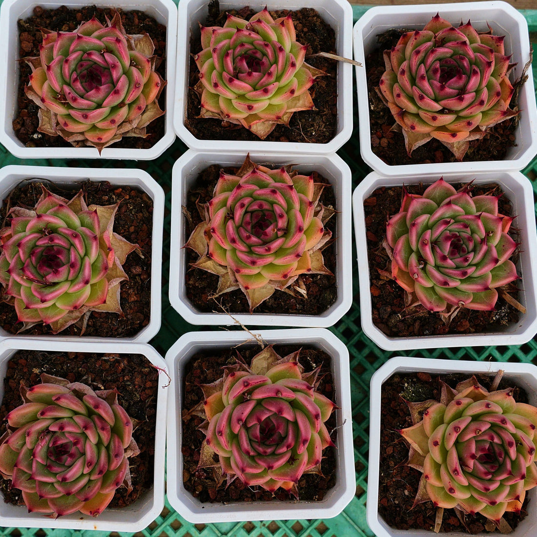 3'' Echeveria Toscannelly, Rare Live Succulent Plants